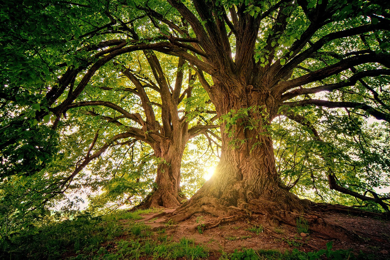 World Health Day: A Time to Prioritise Wellness